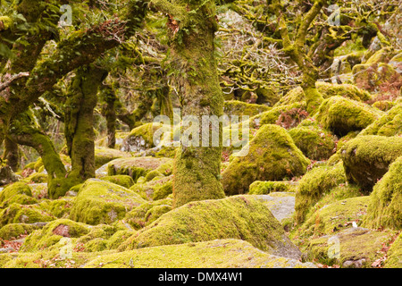 Wistman il legno nel parco nazionale di Dartmoor, Devon. Si tratta di uno dei pochi antichi boschi a sinistra nella zona. Foto Stock