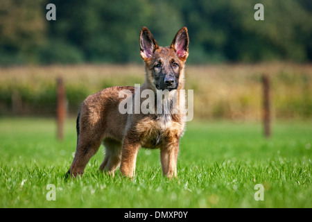 Tedesco giovane cane pastore (Canis lupus familiaris) in piedi in Prato Foto Stock