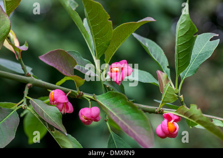 Europeo / mandrino mandrino comune (Euonymus europaeus) close-up di frutti maturi che mostra arancio luminoso semi Foto Stock