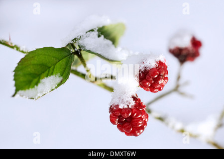 Close up immaturo rosse bacche di rovo (Rubus fruticosus) nella neve in inverno Foto Stock