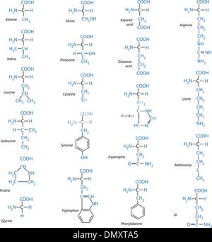 Gli aminoacidi Illustrazione Vettoriale