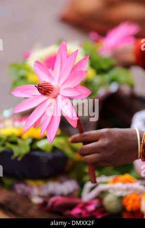 Fiori per offerte presso il tempio Omkareshwar Madhya Pradesh India Foto Stock