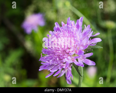 Knautia arvense - Prato vedova fiore, pulsanti blu o campo Scabious close up di fiore Foto Stock