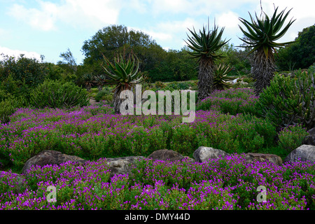 Aloe arborsecens x ferox underplanted underplanting lampranthus contrasto amoenus contrastata piante di contrasto colore i colori Foto Stock