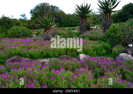 Aloe arborsecens x ferox underplanted underplanting lampranthus contrasto amoenus contrastata piante di contrasto colore i colori Foto Stock