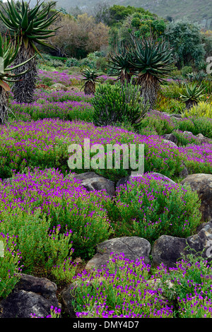 Aloe arborsecens x ferox underplanted underplanting lampranthus contrasto amoenus contrastata piante di contrasto colore i colori Foto Stock