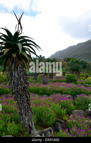 Aloe arborsecens x ferox underplanted underplanting lampranthus contrasto amoenus contrastata piante di contrasto colore i colori Foto Stock