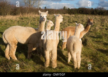 Alpaca (Vicugna pacos) gregge al pascolo di roaming sul paesaggio peruviano. Foto Stock