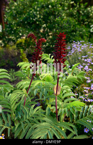 Melianthus grande fiore di miele Il miele gigante Flower Mountain Fynbos red flower spike fogliame verde foglie Foto Stock