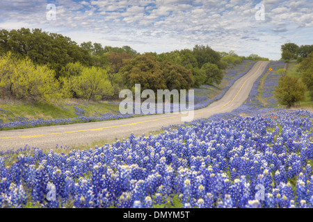 Un paese autostrada conduce attraverso un campo di Texas bluebonnets nel Texas Hill Country. Foto Stock