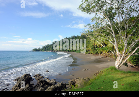 Idilliaco spiaggia sabbiosa. Drake Bay, il Parco Nazionale di Corcovado, Golfito, Costa Rica. 26Nov13 Foto Stock