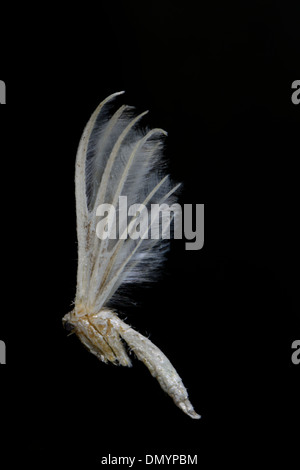 Pennacchio bianco moth,Pterophorus pentadactyla Foto Stock