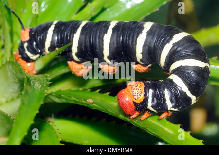 I sei pollici (15cm) larva, Caterpillar, dell'tetrio sphinx moth (Pseudosphinx tetrio) il grigio gigante sphinx. Foto Stock