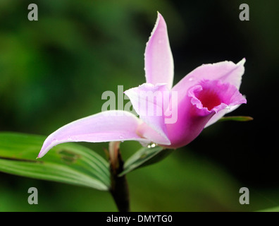 Fiore di un dolce e profumata di orchidee. Drake Bay, il Parco Nazionale di Corcovado, Golfito, Costa Rica. Foto Stock