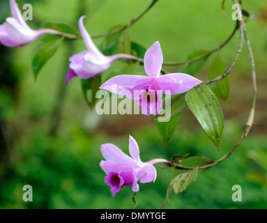Fiori di un dolce e profumata di orchidee. Drake Bay, il Parco Nazionale di Corcovado, Golfito, Costa Rica. Foto Stock