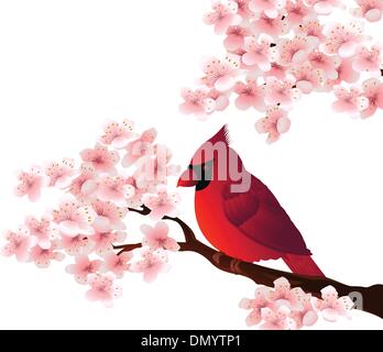 Uccello Rosso seduto su Cherry Tree blossom Illustrazione Vettoriale