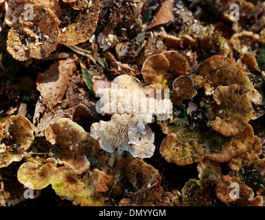 Dente a zone fungo, Hydnellum concrescens, Bankeraceae. Foto Stock