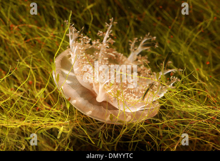 Capovolto meduse, Cassiopea ornata, Rhizostomeae, Cassiopeidae, Scyphozoa, Cnidaria. Filippine, dell'Asia. Foto Stock