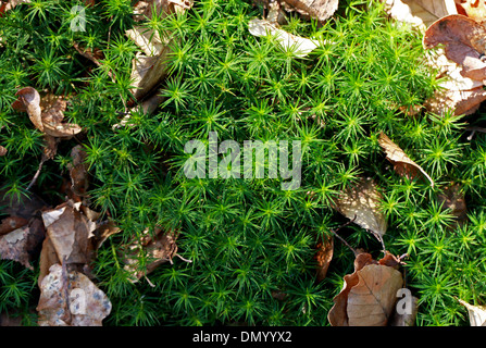 Haircap comune Moss, Polytrichum commune, Polytrichaceae. Aka capelli comune Moss, Grande Oro intitolata Moss o grande storia di Riccioli d'oro. Foto Stock