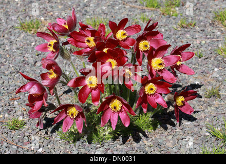 Unione "Pasque Flower, Pasqueflower, vento fiore, Prairie Crocus, fiore di pasqua o prato Anemone, Pulsatilla vulgaris. Foto Stock