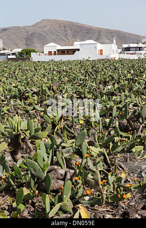 Un campo di Opuntia ficodindia cactus allevati per la cocciniglia coleotteri a Lanzarote, Isole Canarie, Spagna Foto Stock