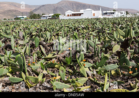 Un campo di Opuntia ficodindia cactus allevati per la cocciniglia coleotteri a Lanzarote, Isole Canarie, Spagna Foto Stock