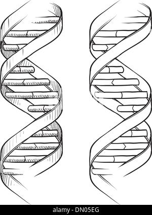 La doppia elica del DNA sketch Illustrazione Vettoriale