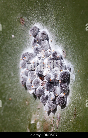 La cocciniglia beetle, una scala insetto su Opuntia ficodindia cactus, coltivata a Lanzarote, Isole Canarie, Spagna Foto Stock