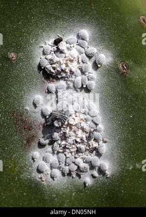 La cocciniglia beetle, una scala insetto su Opuntia ficodindia cactus, coltivata a Lanzarote, Isole Canarie, Spagna Foto Stock