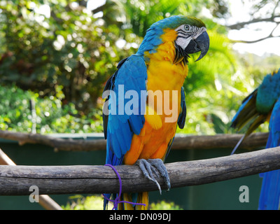 Blu e Giallo Macaw Foto Stock