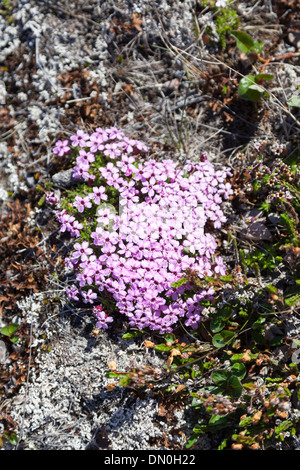 Moss campion impianto su Danmark isola, Groenlandia Foto Stock