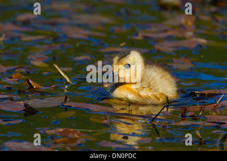 Il germano reale (Anas platyrhynchos) anatroccolo sul lago a Brookwood Marsh, Nanaimo, Isola di Vancouver, BC, Canada nel Maggio Foto Stock