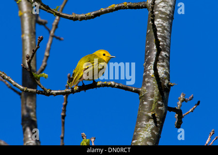 Trillo giallo (Dendroica petechia) maschio, appollaiato su un ramo di un albero a Buttertubs Marsh,l'isola di Vancouver, BC, Canada nel Maggio Foto Stock