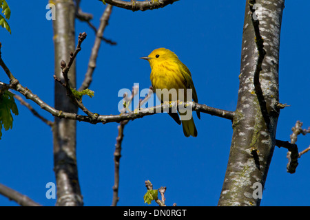 Trillo giallo (Dendroica petechia) maschio, appollaiato su un ramo di un albero a Buttertubs Marsh,l'isola di Vancouver, BC, Canada nel Maggio Foto Stock