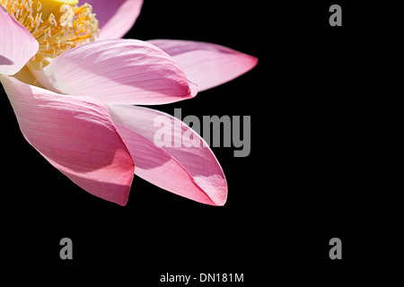 Close-up di un fiore di loto su sfondo nero Foto Stock