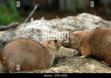 Interazione sociale e il legame tra due nero-tailed i cani della prateria (Cynomys ludovicianus) accanto a loro burrow Foto Stock