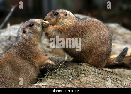 Interazione sociale tra i due nero-tailed i cani della prateria (Cynomys ludovicianus) in un zoo impostazione Foto Stock