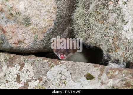 Un ermellino (Mustela erminea) prendendo la lingua fuori al fotografo dalla sua tana, Shetland, Scotland, Regno Unito Foto Stock