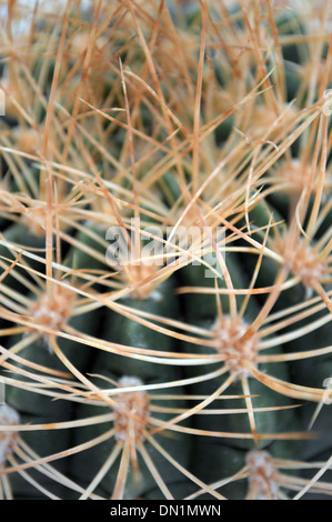 Close up di fico d'India spine su un cactus sul display a Harrogate Autunno Flower Show Yorkshire Foto Stock