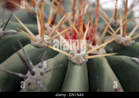 Close up di fico d'India spine su un cactus sul display a Harrogate Autunno Flower Show Yorkshire Foto Stock