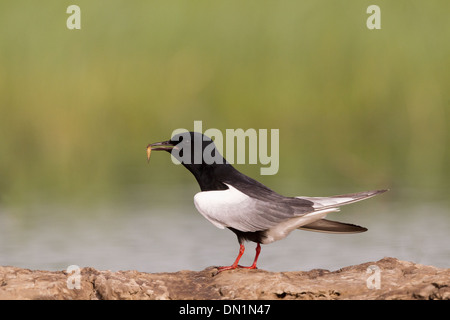 Bianco-winged Black Tern Chlidonias leucopterus adulto in estate piumaggio, Hortobagy National Park, Huingary Foto Stock