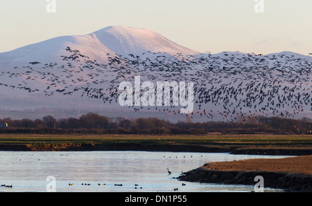 Grande gregge di Oche facciabianca volano attraverso Solway estuario con coperta di neve Skiddaw in background, Cumbria Foto Stock