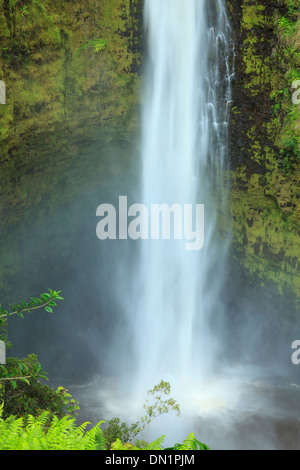 Stati Uniti d'America, Hawaii, la Big Island, Akaka Falls State Park Foto Stock