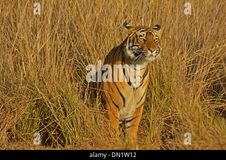 Tiger nelle praterie di Ranthambhore Foto Stock