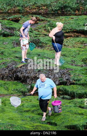 Famiglia passeggiate attraverso le alghe rocce coperte con reti da pesca cercare granchi nelle piscine di roccia Foto Stock