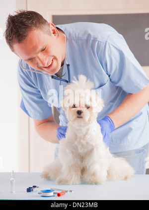 Sorridente veterinian rendendo un checkup di un cane maltese. Foto Stock