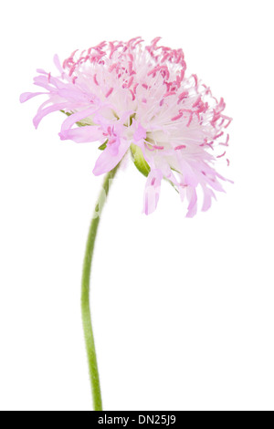 Campo Fiore Scabious isolato su sfondo bianco con profondità di campo Foto Stock