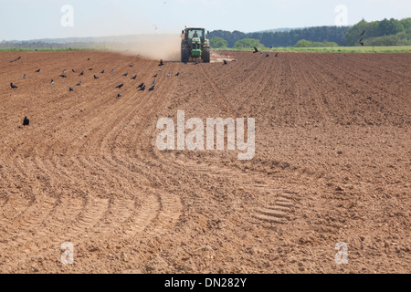 Terreno polveroso vola da ruote e attrezzature come un trattore trapani seme in un campo, mentre rooks cercano di feed sui ricavi. Foto Stock