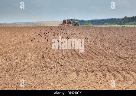 Terreno polveroso vola da ruote e attrezzature come un trattore trapani seme in un campo, mentre rooks cercano di feed sui ricavi. Foto Stock