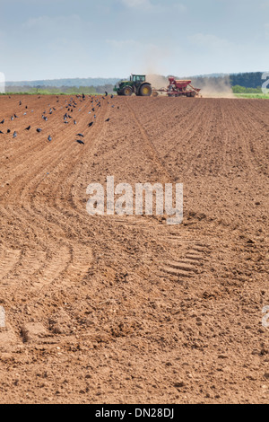 Terreno polveroso vola da ruote e attrezzature come un trattore trapani seme in un campo, mentre rooks cercano di feed sui ricavi. Foto Stock